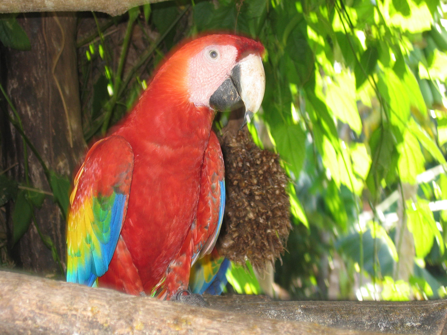 Costa Rican Maccau