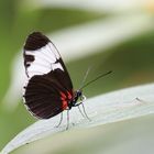 Costa Ricas Schmetterlinge