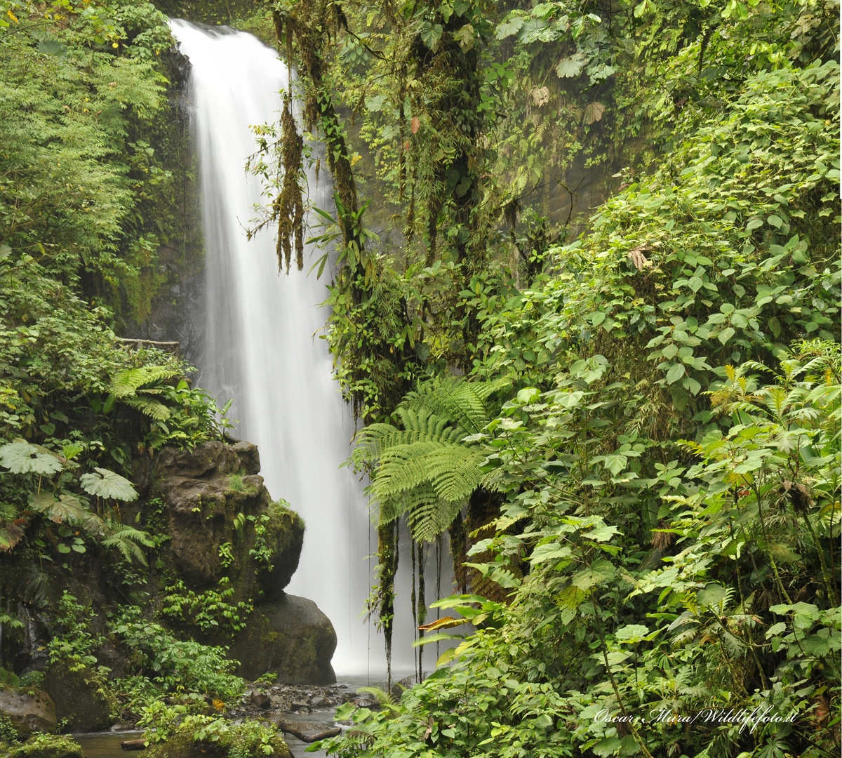 #costarica cataratta workshopfotografico https://www.wildlifefoto.it/