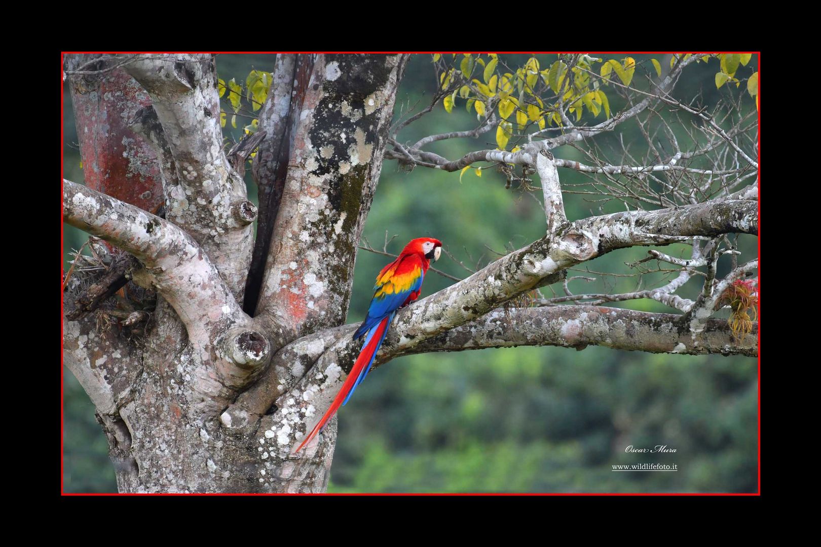 #costarica  Oscar Mura https://www.wildlifefoto.it/