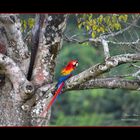 #costarica  Oscar Mura https://www.wildlifefoto.it/