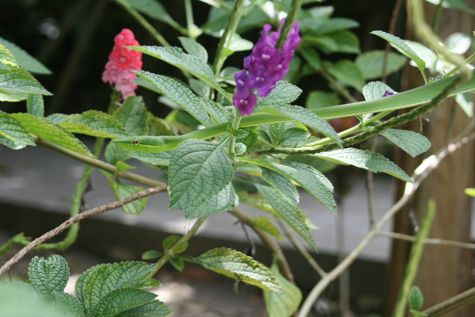 Costarica Weinschlange