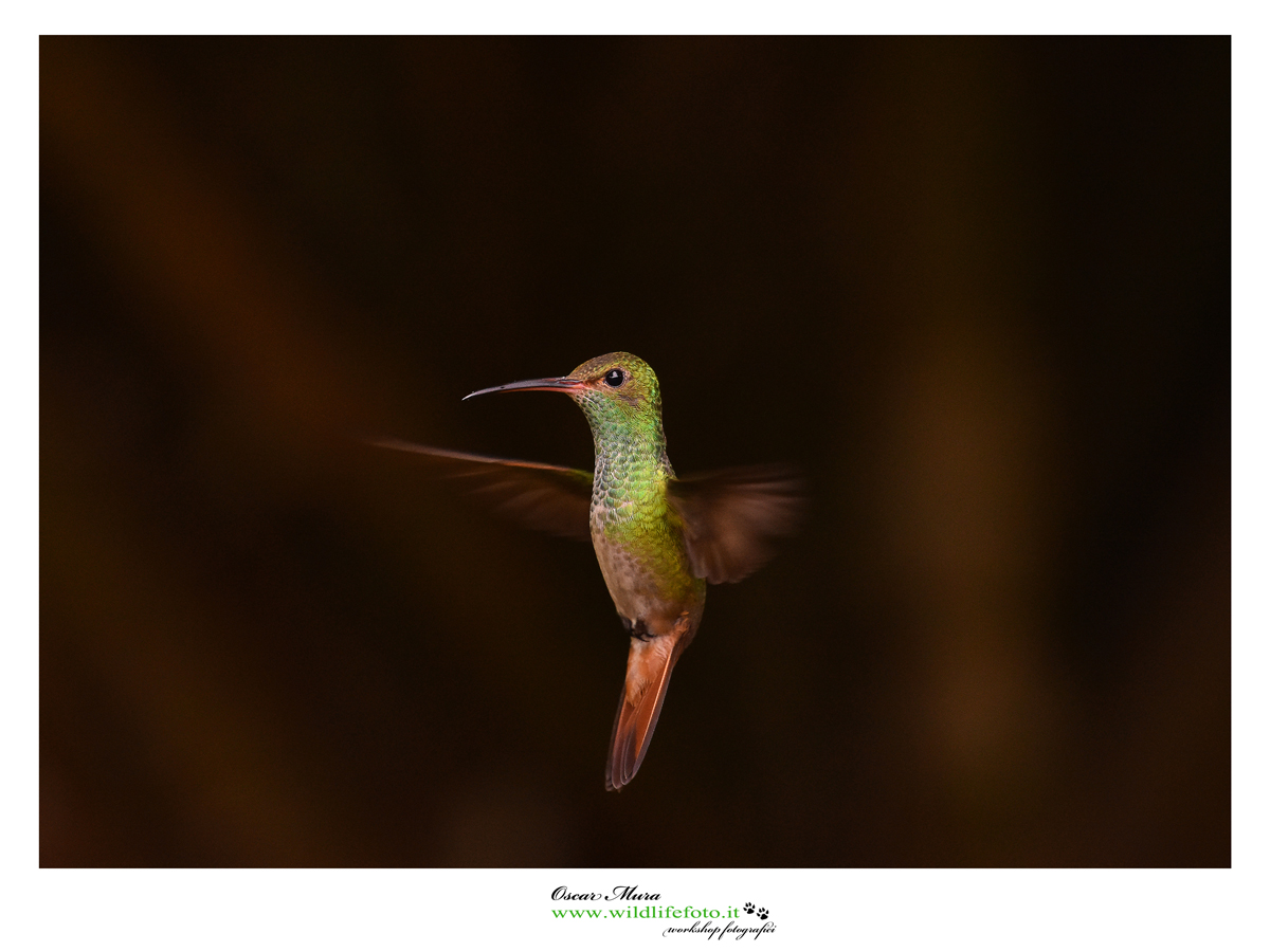 costarica workshopfotografico oscar mura www.wildlifefoto.it