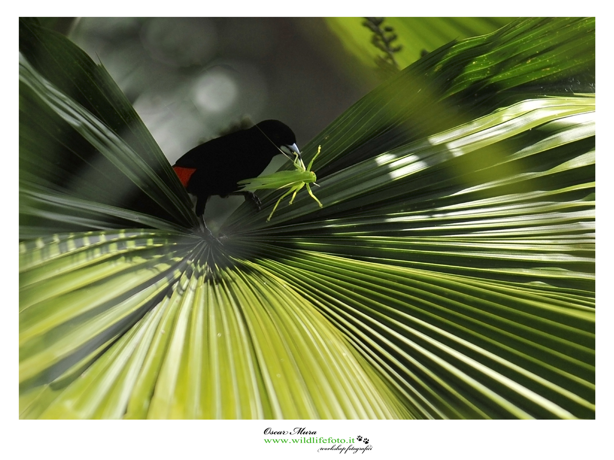 costarica workshopfotografico oscar mura www.wildlifefoto.it