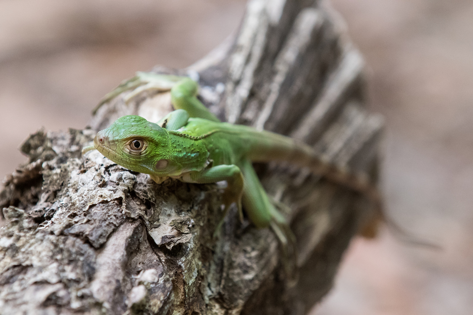 CostaRica2018-35