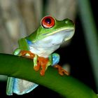 costaricanischer Rotaugenfrosch bei einer Nachtsafari