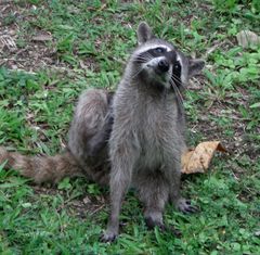 Costaricanischer Waschbär