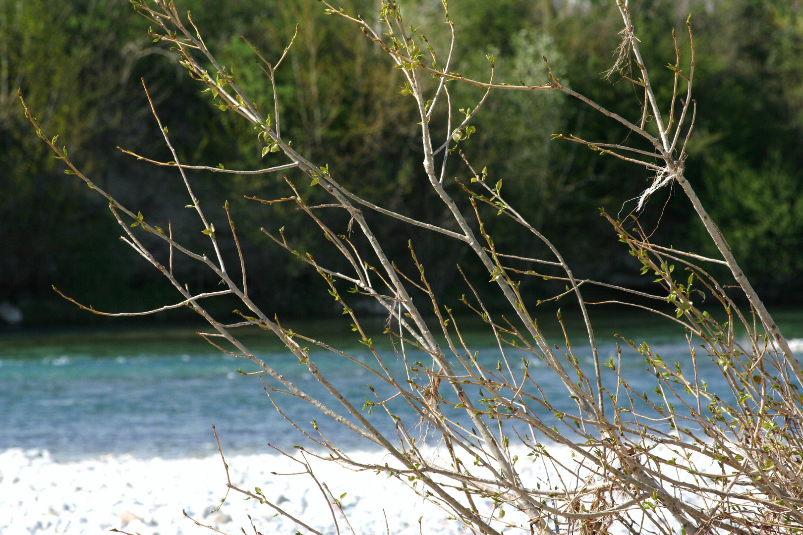 Costeggiando l'Isonzo