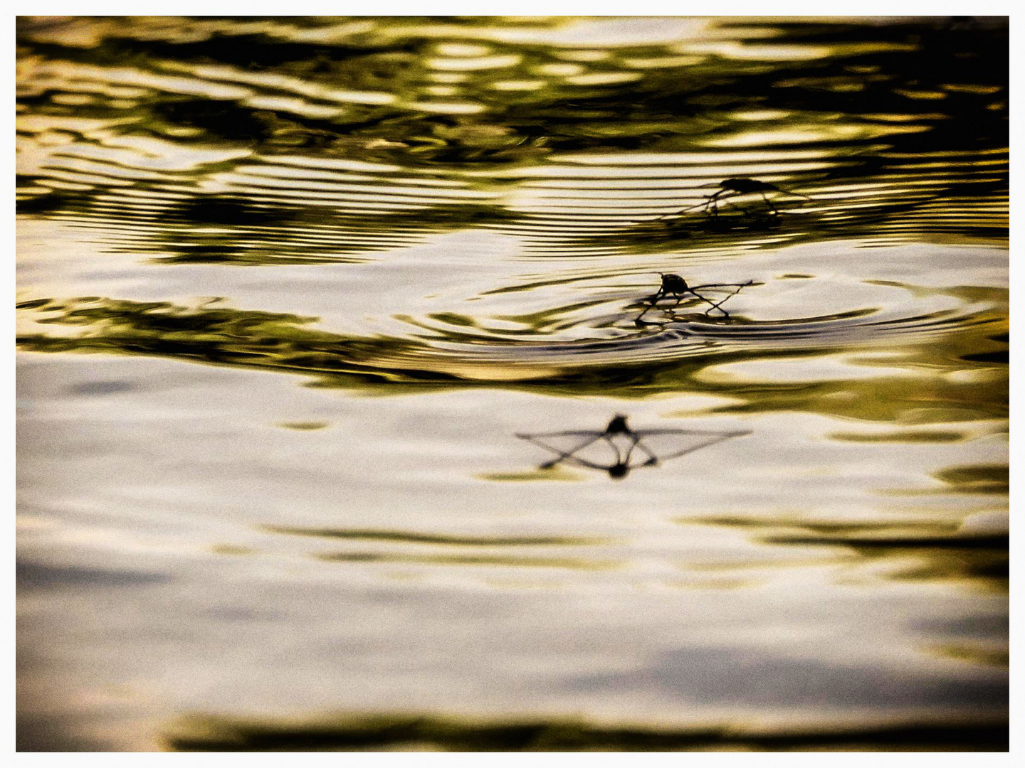 Costubague, Wasserläufer