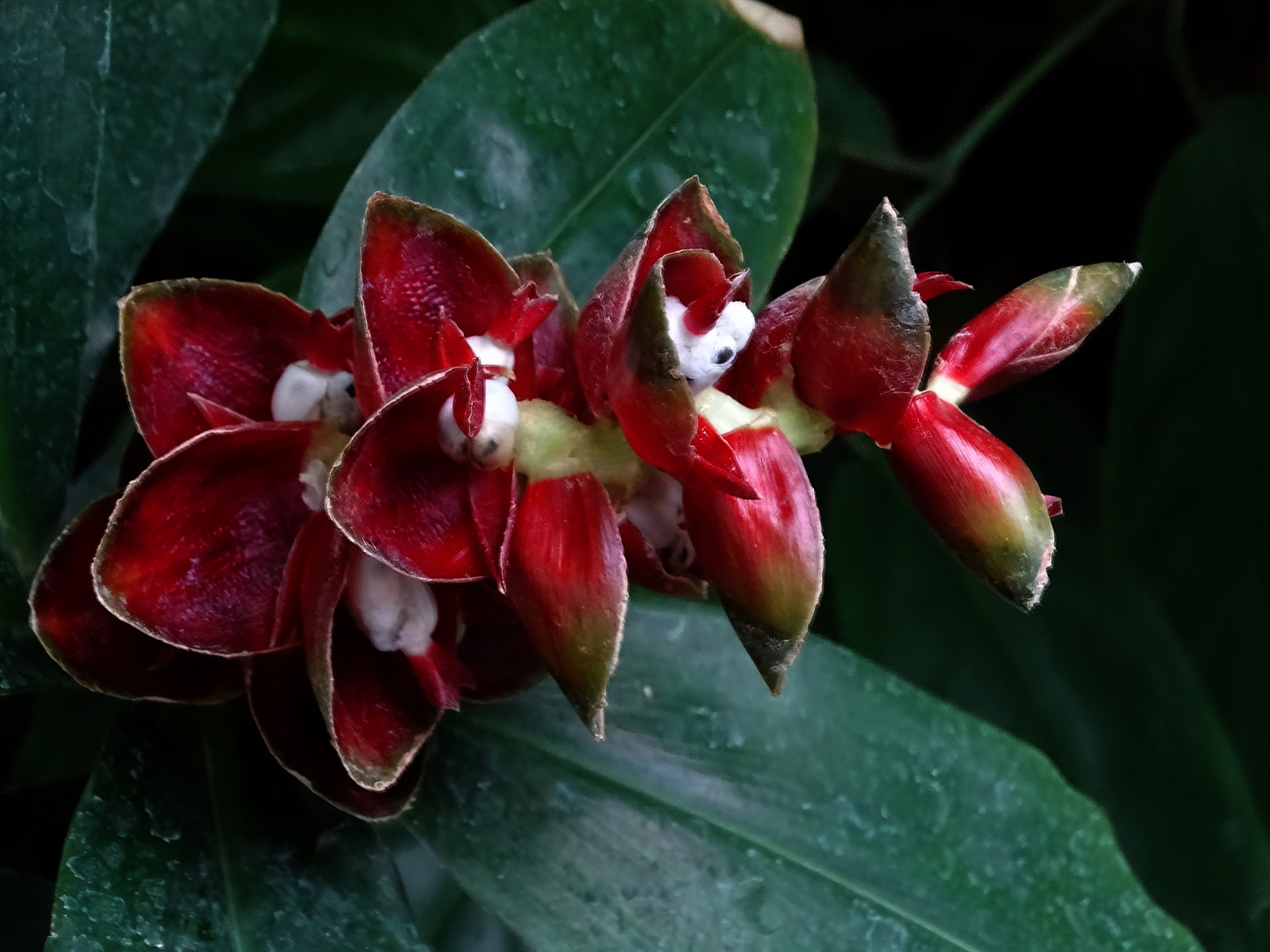 Costus pulverulentus- Bestäubter Spiralingwer