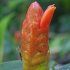 Costus scaber