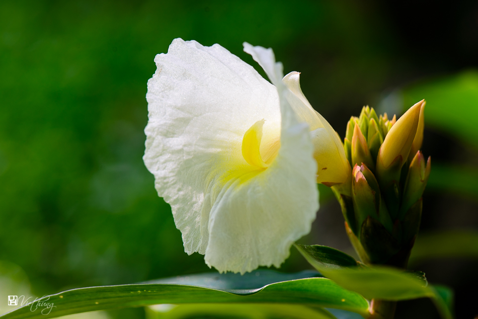 Costus speciosus