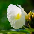 Costus speciosus