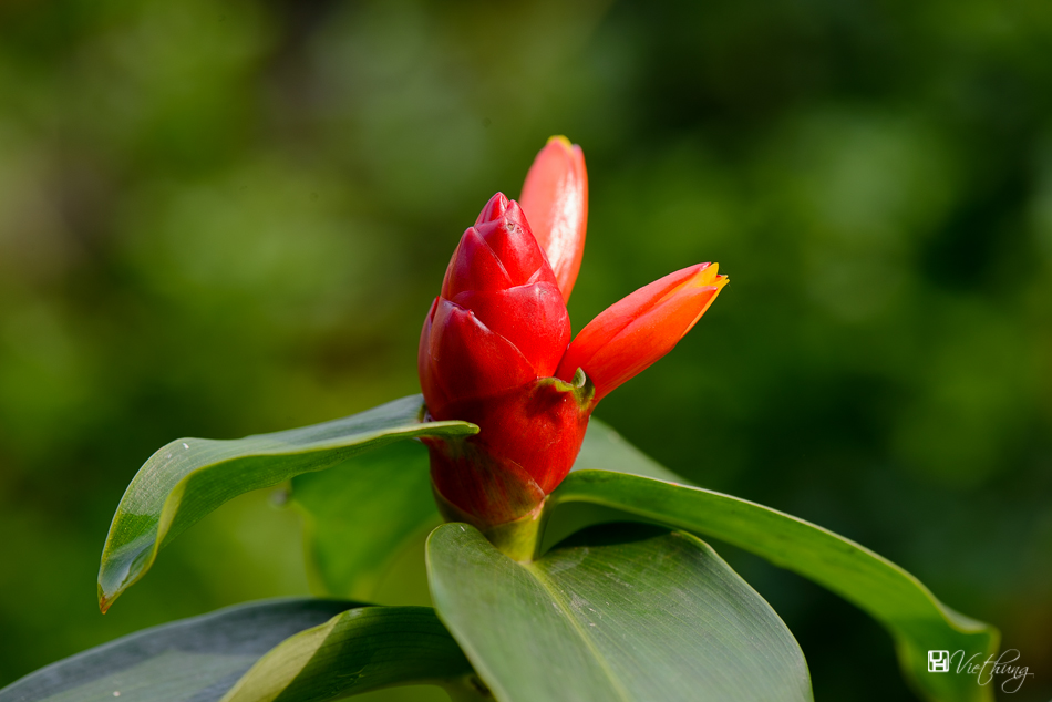 Costus woodsonii