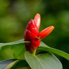 Costus woodsonii