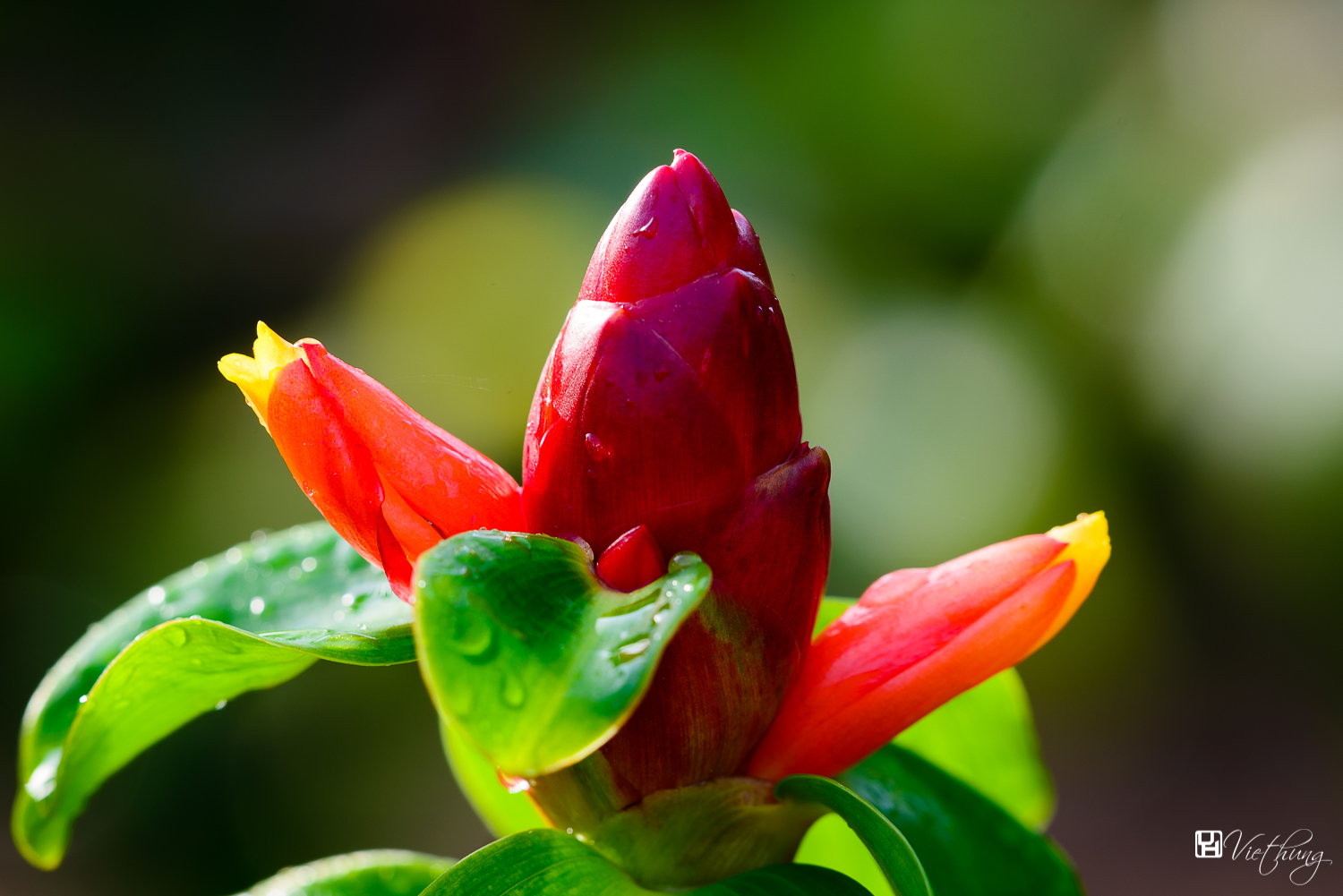 Costus woodsonii