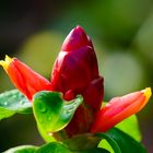 Costus woodsonii