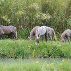 Côté Camargue .....