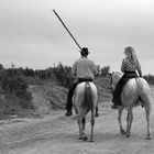 Côté Camargue ....