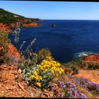 Cote d'Azur: Cap Roux mit Blumenpracht im Mai