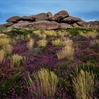 Côte de Granit Rose mitsamt Erika