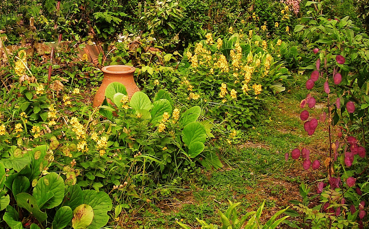 côté jaune du jardin