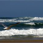 Côte landaise - Bord de mer à la mouette