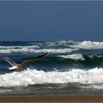 Côte landaise - Bord de mer à la mouette