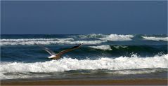 Côte landaise - Bord de mer à la mouette