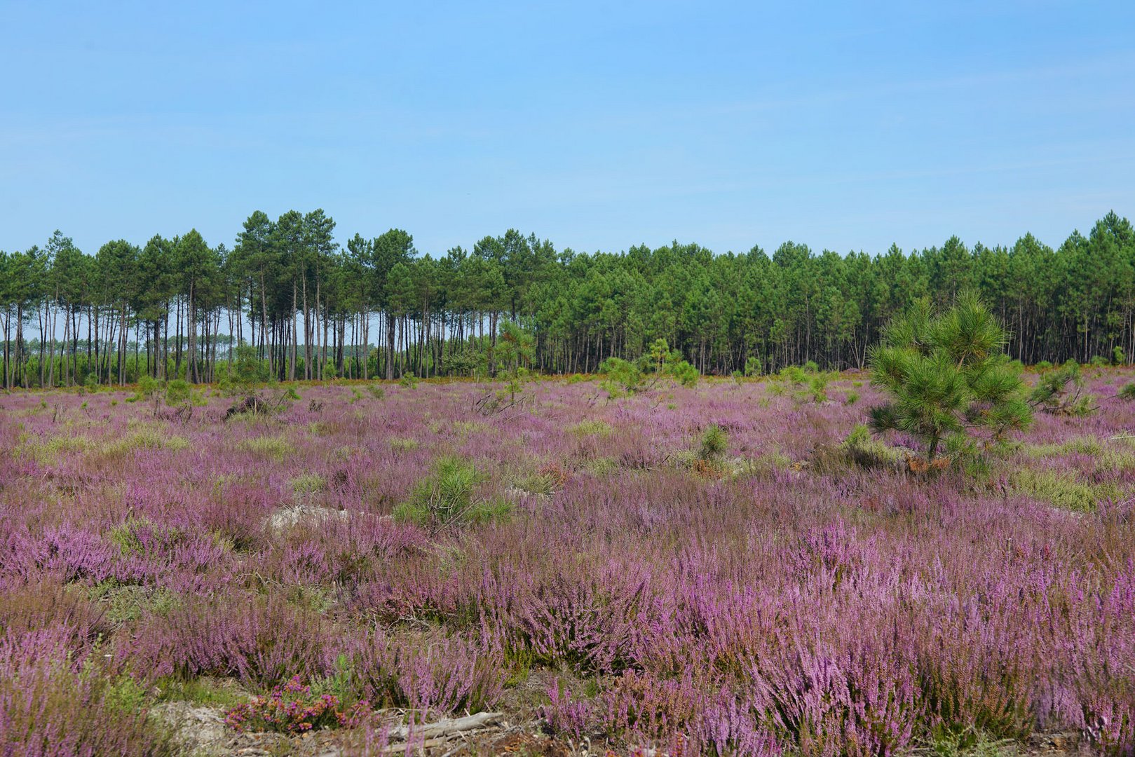 Côté landes ... la bruyère