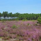 Côté landes ... la bruyère