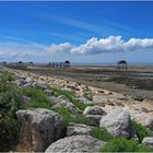 Côte nord de l’Île Madame à marée basse