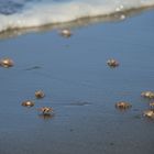 Cote Pacifique au Costa rica, playa San Miguel