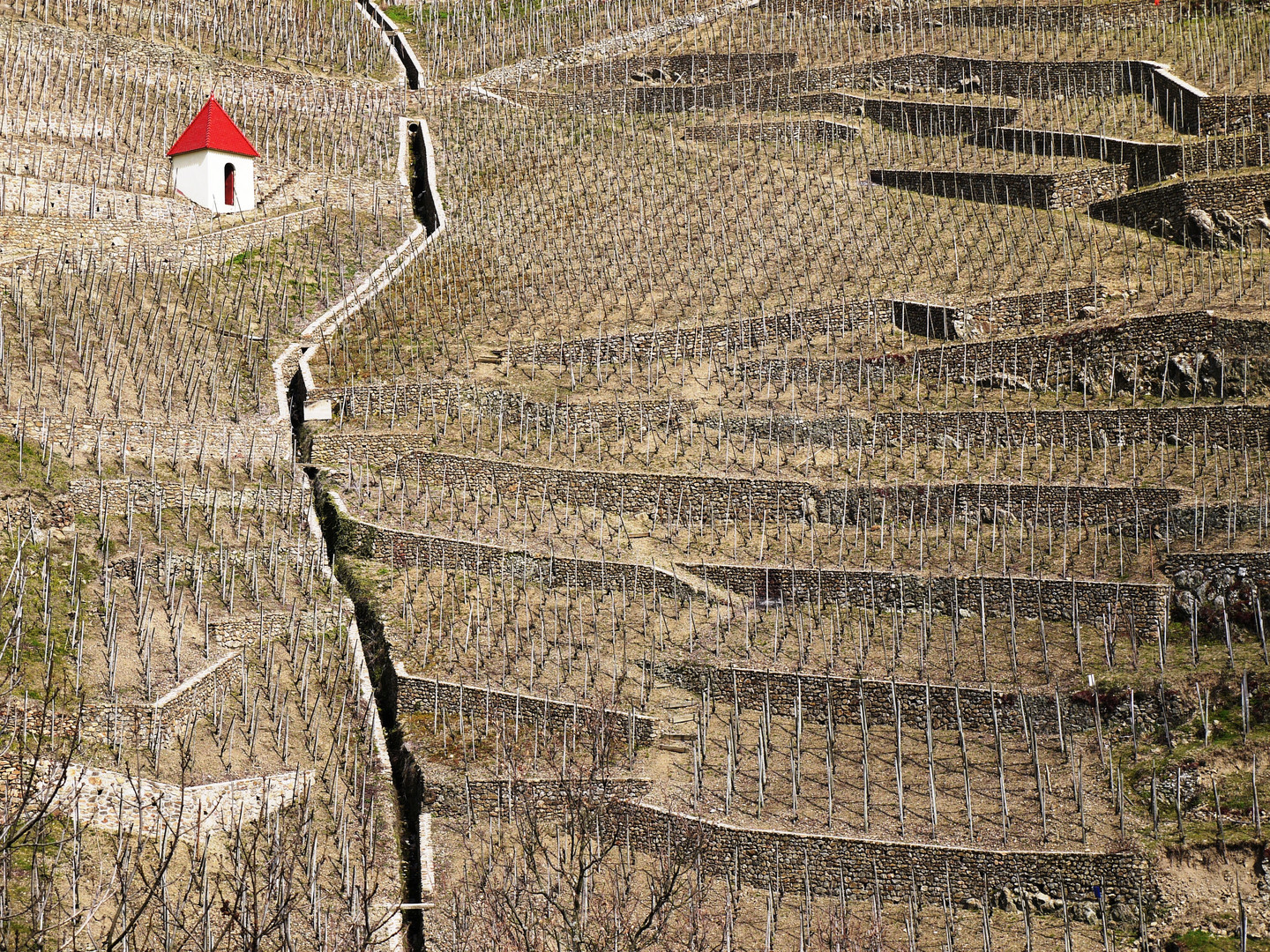 Côte-Rôtie