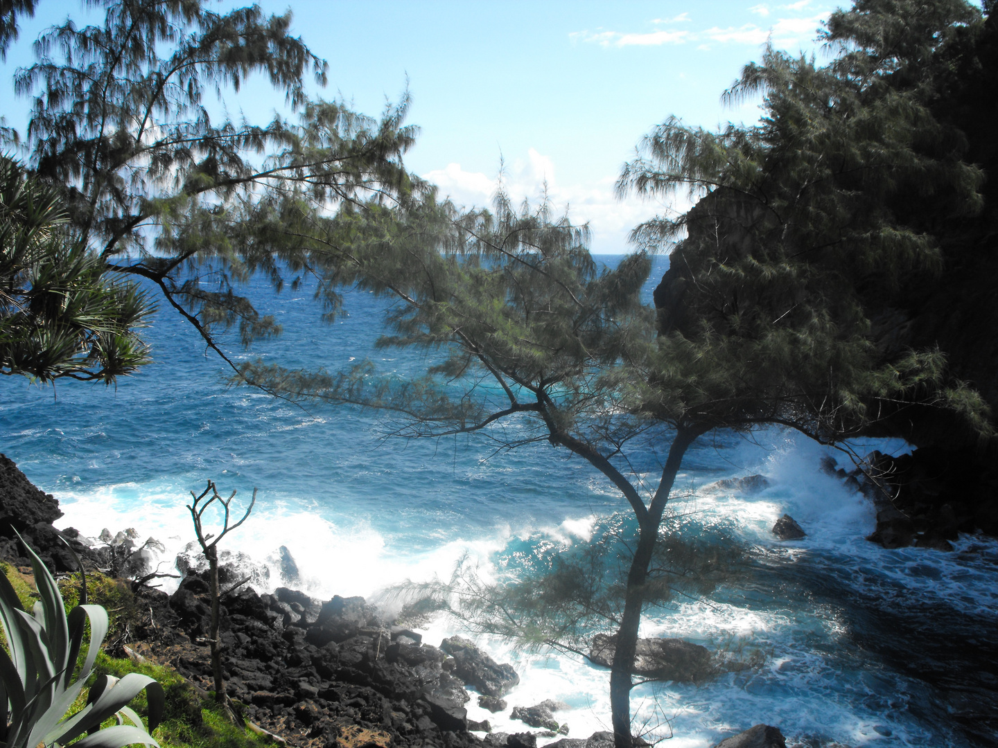 Côte sauvage(ile de la Réunion)