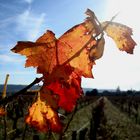 Cotes du Rhone Villages