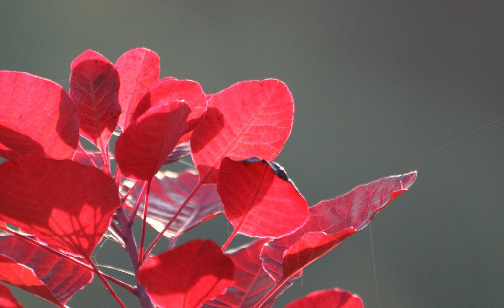 Cotinus coggygria - Royal Purple