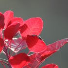 Cotinus coggygria - Royal Purple