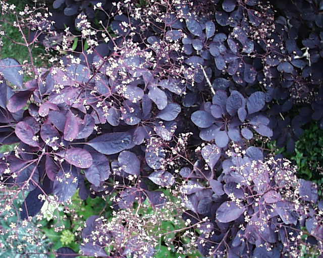 Cotinus coggygria 'Royal Purple'