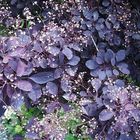 Cotinus coggygria 'Royal Purple'