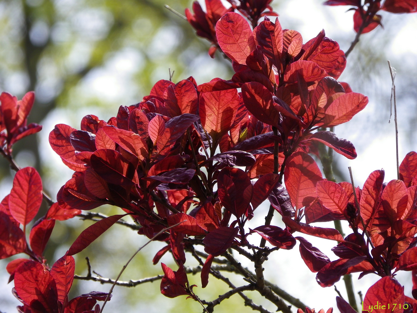 Cotinus Pourpre