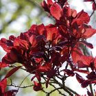 Cotinus Pourpre