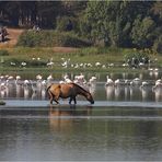 Coto de Doñana