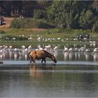 Coto de Doñana