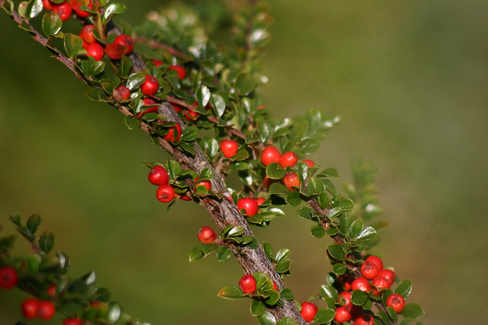 Cotoneaster