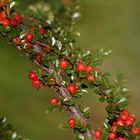 Cotoneaster