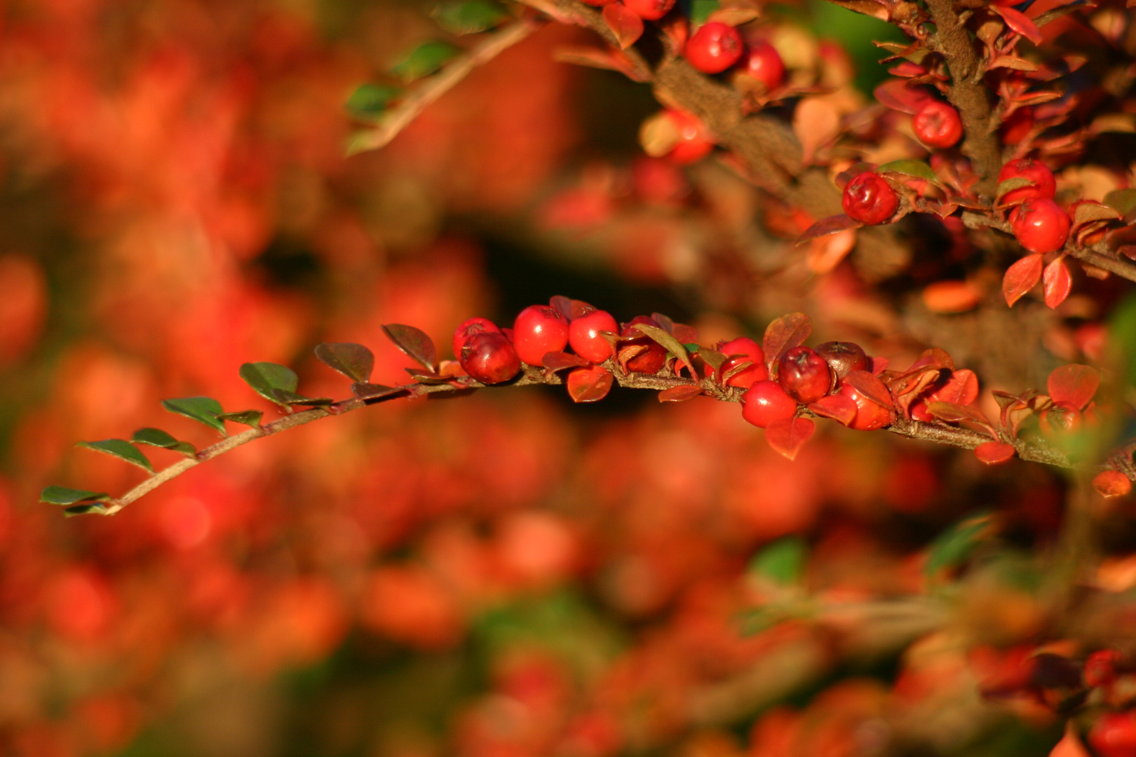 Cotoneaster