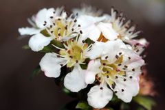 cotoneaster