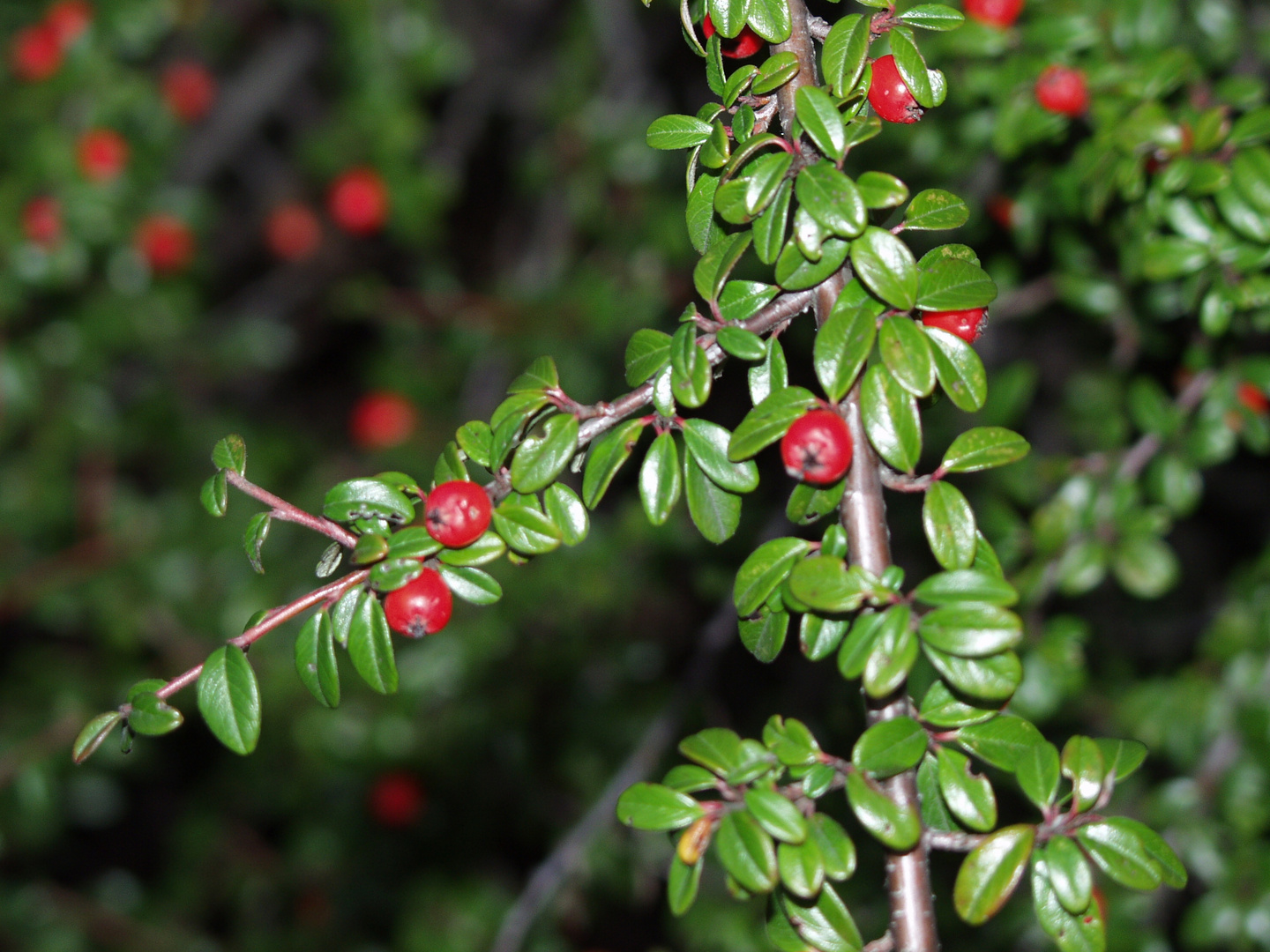 Cotoneaster