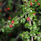 Cotoneaster